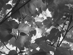 0635_Korfu_SW