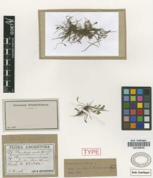Plantago aquatilis Griseb.