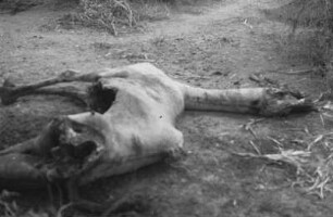 Kadaver eines Kamels : Kadaver eines Kamels.