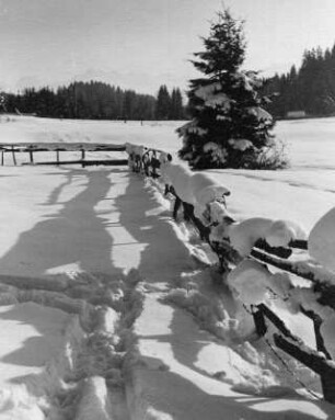 Winterbilder. Nadelbaum neben einem Koppelzaun im Schnee
