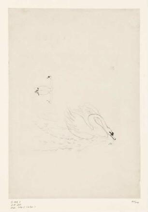Le Cygne, Blatt 5 der Folge "Histoires Naturelles"