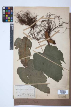 Aspidium plumieri C. Presl