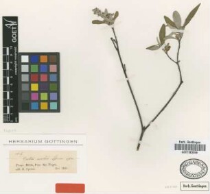 Croton mollis Spruce [type]