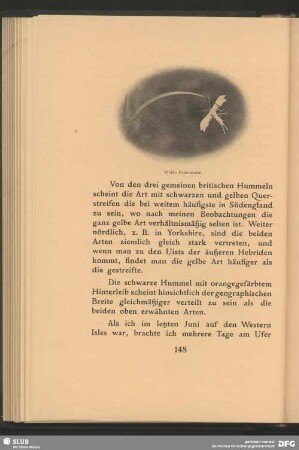 Weiße Federmotte