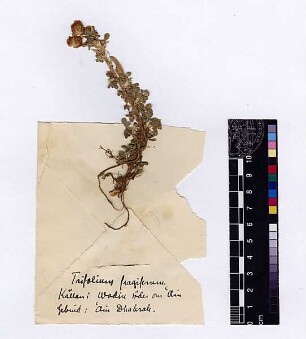 Leguminosae Trifolium fragiferum Linné, Carl von (1707 - 1778)