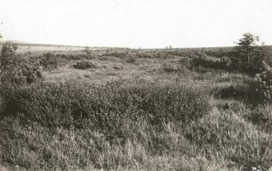 Westerzgebirge (Krušné hory). Hochmoor (Božídarské rašeliniště) am Spitzberg bei Gottesgab mit Bestand von Zwergbirke (Betula nana)