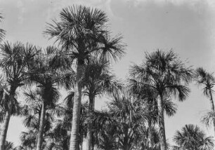 Palmenwald : Ein kleiner Wald aus Buriti-Palmen. Aufnahme der Baumwipfel.