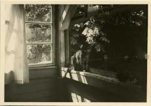 Katze am Fenster