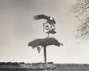 Weißstörche (Ciconia ciconia L.) auf dem Nest bei der Begattung