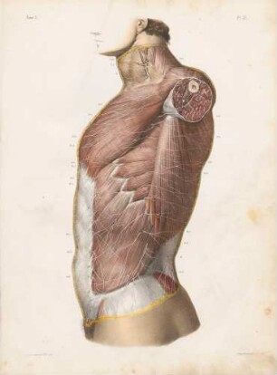 Nervi cutanei und muskuläre Nerven im Thorax