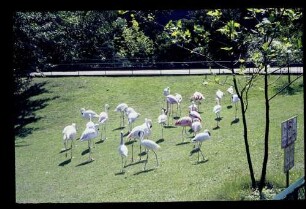 Zoo Flamingos 9.6.62.