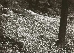 Müglitztalhänge bei Dohna. Bärlauch (Allium ursinum). Blühender Bestand