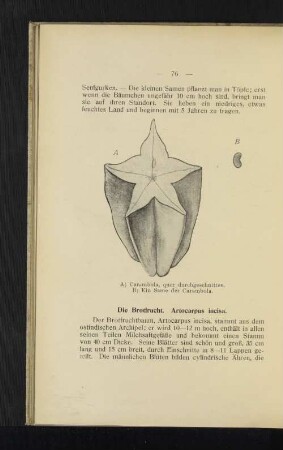 A) Carambola quer durchgeschnitten. B) Ein Same der Carambola.