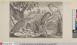 [Eisvogel und Fischreiher; Kingfisher and Grey Heron]