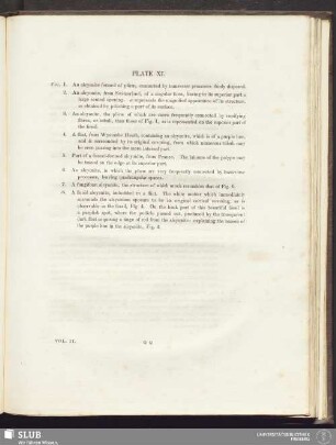 Plate XI
