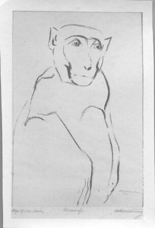 Rhesusaffe. Kohlezeichnung (1932; E. Richter). Dresden-Südvorstadt, Eisenstuckstraße, Atelier der Künstlerin
