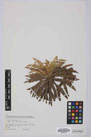 Andryala glandulosa varia (Lowe ex DC.) R.Fern.