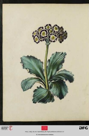 [Tafel 31-32] Auricula
