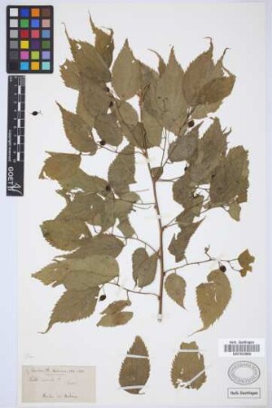 Celtis australis australis L.