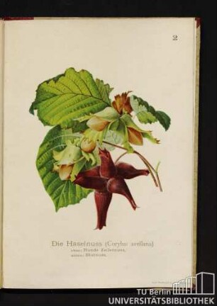 2. Die Haselnuss (Corylus avellana)