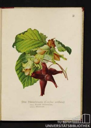 2. Die Haselnuss (Corylus avellana)