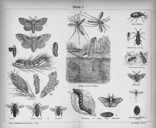 Insekten I.