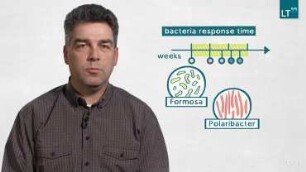The Role of Microorganisms in Degradation of Spring Algae Blooms