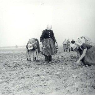 Frauen bei der Feldarbeit : Kleidung - Schleifer Tracht. Ort: Slepo / Schleife. Frauen in Arbeitstracht der Schleifer Region bei der Feldarbeit.
