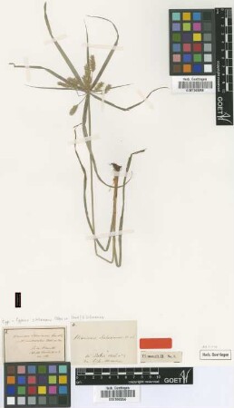 Mariscus umbellatus Illegible