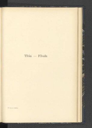 Tibia-Fibula.