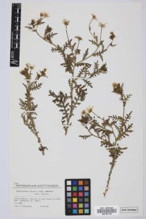 Argyranthemum adauctum adauctum (Link) Humphries