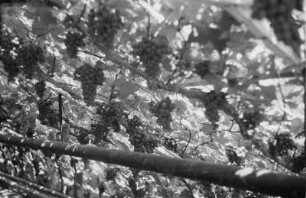 Im Traubenhaus : Nahaufnahme von Weinreben