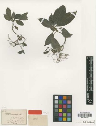 Pilea ceratocalyx Wedd. [isotype]