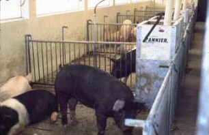 Fotografie: Fütterungstechnik, Mastschwein, Trockenfütterungsanlage, Vollspaltenboden