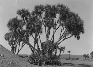 Palme : Palmenbäume in trockener Landschaft