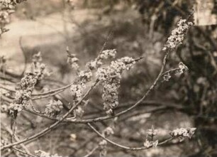 Mittelsohland. Zweig eines blühenden Seidelbaststrauches (Daphne mezereum L.) im Garten der Schule