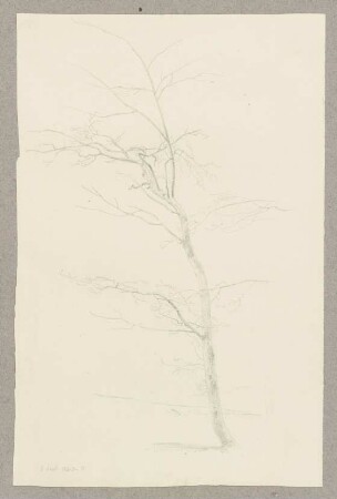 Junger kahler Baum