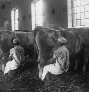 Melken der Kühe in der Meierei C. Bolle, Berlin : Geographie | Wirtschaftsgeographie | Nutztiere | Nahrung liefernde Tiere (Rinder, Büffel)