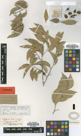 Drypetes mucronata Wright ex Griseb. [lectotype]