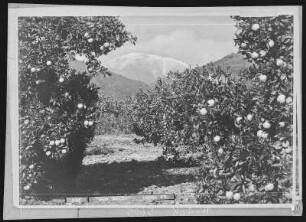 Old Baldy 10000 feet high from Orange Orchards near Pomona
