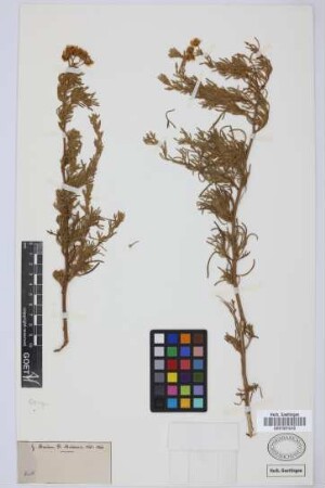 Compositae