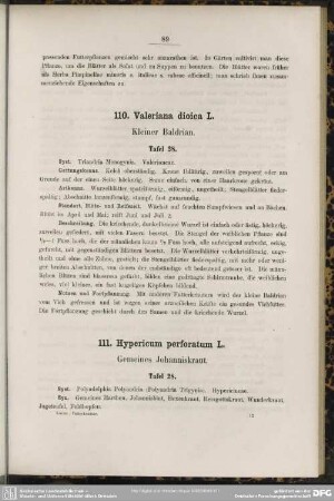 110. Valeriana dioica L. Kleiner Baldrian