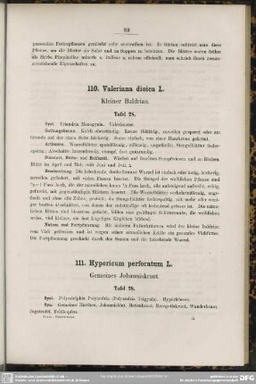 110. Valeriana dioica L. Kleiner Baldrian