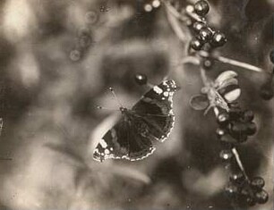 Sedan. Admiral (Vanessa atalanta, syn. Pyrameis atalanta)