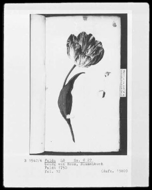 Georg Friedrich Heß, Blumenbuch — Tulpe, nach vorn geöffnet, Folio 12recto
