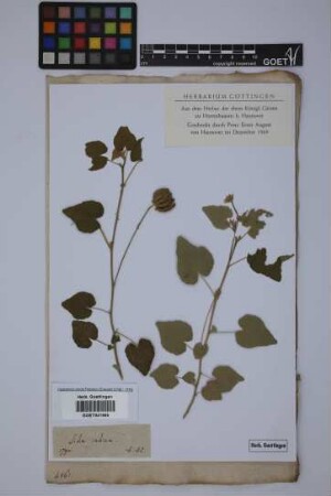 Sida indica L.