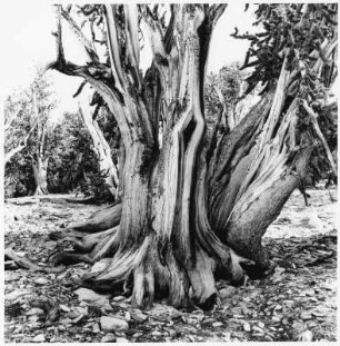 Grannenkiefer, Ancient Bristlecone Pine Forest (USA)