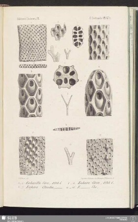 T. Crétacés, Pl. 671