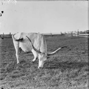 Ungarisches Steppenrind : Ungarisches Steppenrind (Bos primigenius taurus Linnaeus magyar).