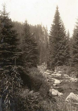 Erzgebirge. Schwarze-Pockau-Tal; Waldbild 500 m oberhalb des Nonnenfelsens